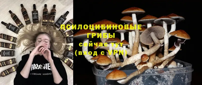 Псилоцибиновые грибы Magic Shrooms  где продают наркотики  omg вход  Новочебоксарск 